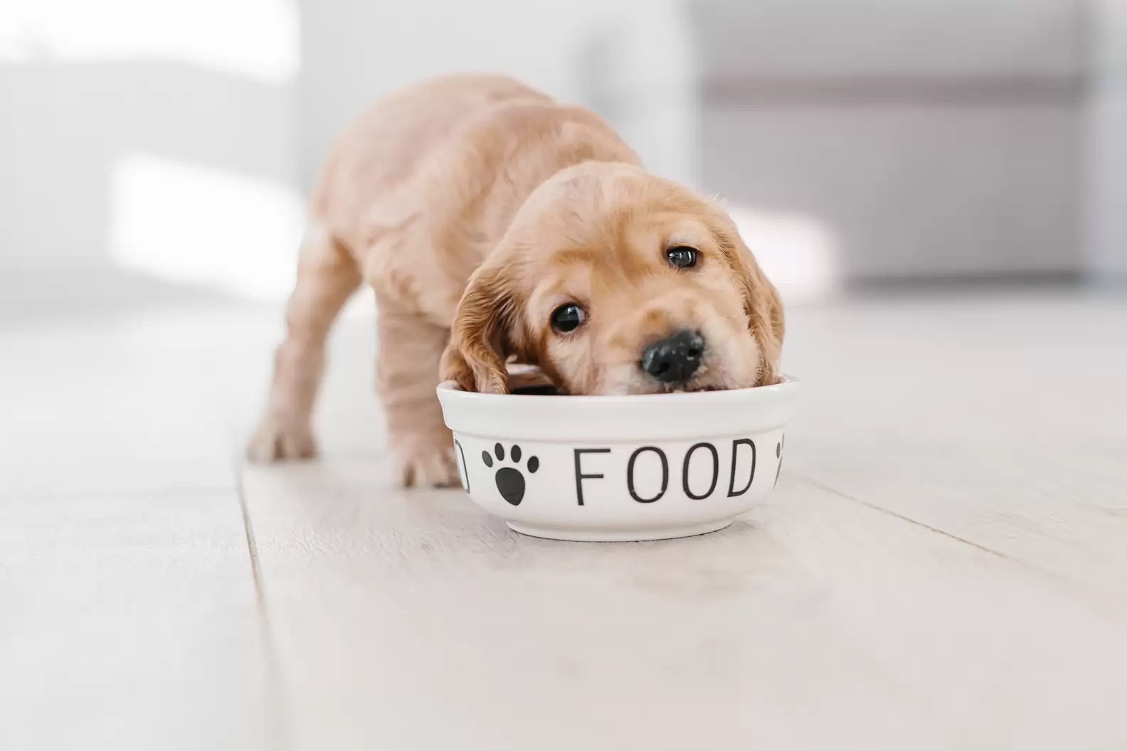 Dog Food Plate